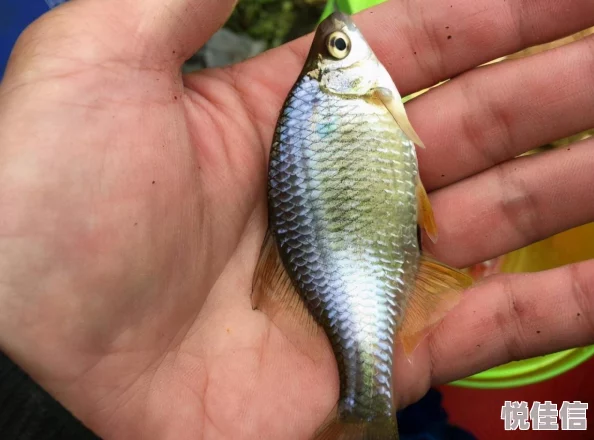 探索观测枢奇妙世界任务：今日味蕾之旅，邂逅海洋的馈赠——吃鱼心情大赏日