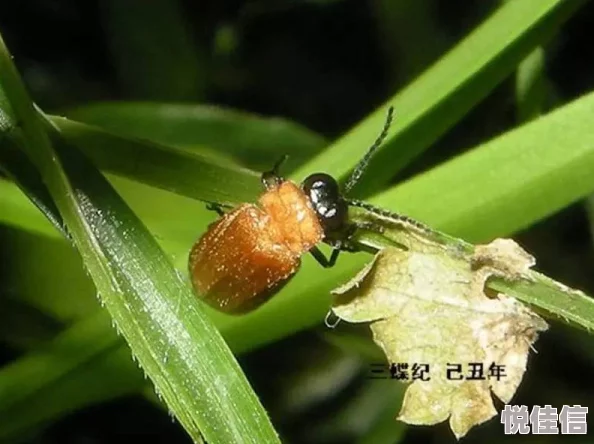 他的舌头探进蜜源毛毛虫说说视频，展示了自然界中昆虫与植物之间奇妙的互动关系和生态平衡