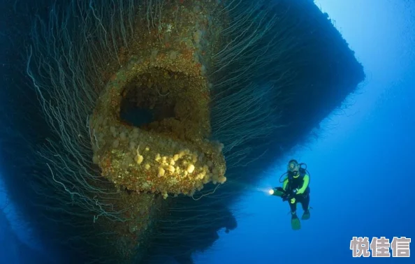 巨物紫黑狰狞粗大h深海发现全新物种体型巨大颜色奇特