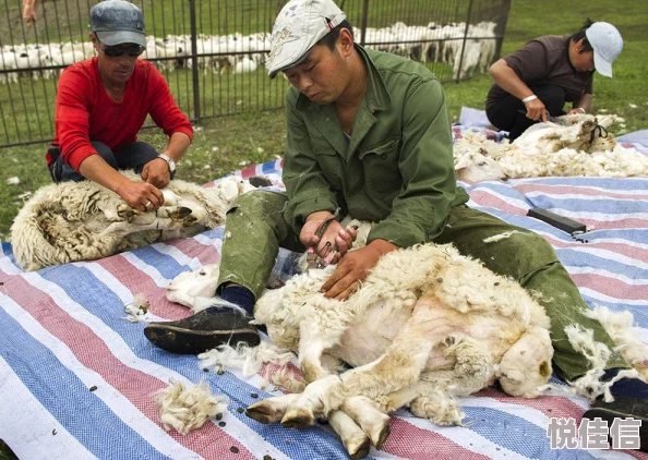 中国一级毛片2025最新纪录片绒山羊的秘密生活