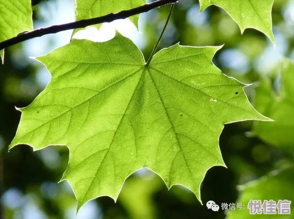 如何高效利用空闲时间，最大化三叶币收益？