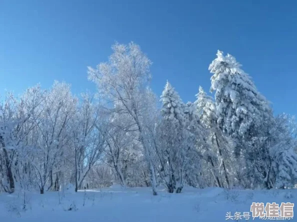 《七日世界》中，探索雪国人生食谱的全面指南在哪里？