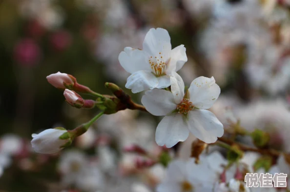 重生细胞白花钥匙有什么用？重生细胞白花钥匙作用及详情介绍