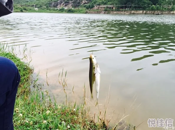 偷偷钓个鱼：温柔的水面下隐藏着惊喜