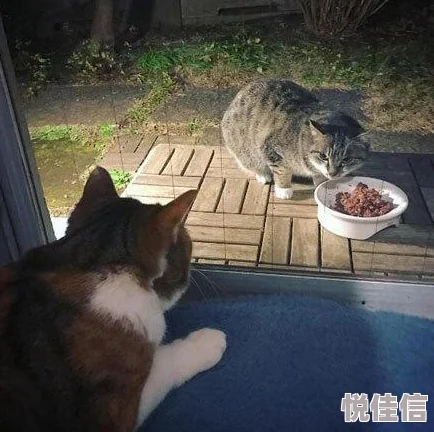 小猫疯狂超超变：萌宠的奇遇记