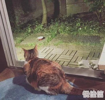 小猫疯狂超超变：萌宠的奇遇记