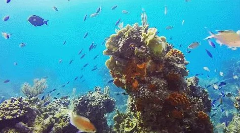 疯狂机械鲨：海底科技的终极猎手