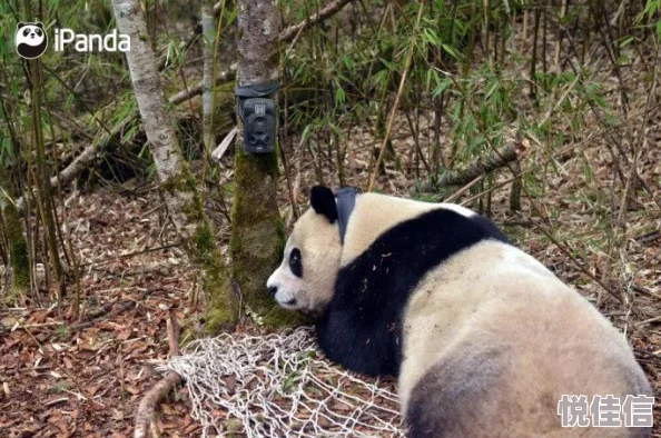 群龙梦回，熊猫沉默，恍若时光倒流，重回那片古老的竹林。