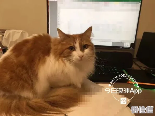 我的猫咪俱乐部：与爱猫一起享受欢乐时光